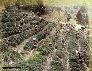 Images Dated 21st November 2011: Japanese tea pickers at work on a plantation situated on the slope of a hill