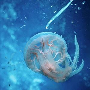Images Dated 26th August 2009: A jellyfish (Pelagia Noctiluca)