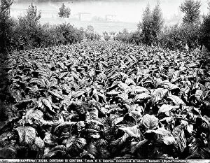 Images Dated 13th April 2011: Kentucky tobacco plantation, Tenuta di Santa Caterina near Cortona
