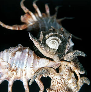 Images Dated 16th November 2009: Lambis Chiragra Arthritica seashells