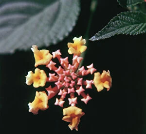 Images Dated 6th October 2011: Lantana camara (yellow flower calyx)