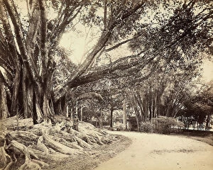 Images Dated 17th November 2011: Large century-old tree, in an Indian garden, with a child sitting on the roots