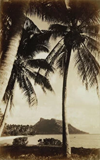 Images Dated 5th April 2011: Large palm trees on the beach, Tahiti