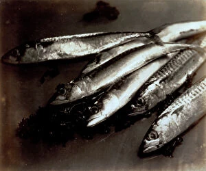 Images Dated 30th November 2009: Still life with fish