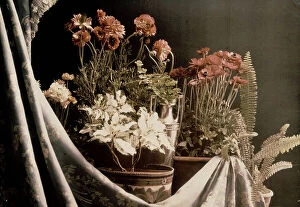 Images Dated 2nd February 2009: Still life with flowers