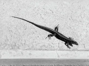 Animale Stampe: Animals, lizard sun