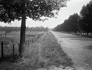 Images Dated 19th June 2009: A long, tree-lined road