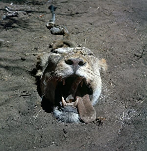 Images Dated 20th November 2009: Lower Juba. Afmadou. Trophy after a lion hunt in a village