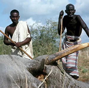 Images Dated 20th November 2009: Lower Juba. 'Argante' hunters next to an elephant they killed with bows and poisonous arrows