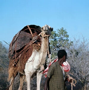 Images Dated 10th November 2009: Lower Juba. Nomads with their house on the back of a camel in the savannah, during a move