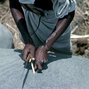 Images Dated 20th November 2009: Lower Juba. Poisonous arrow heads in the body of an elephant killed by 'Argante' hunters