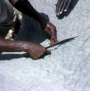 Images Dated 20th November 2009: Lower Juba. Poisonous arrow heads in the body of an elephant killed by 'Argante' hunters