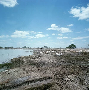 Images Dated 20th November 2009: Lower Juba. Pool at Fabda: herds of cattle watering at a time of maximum drought