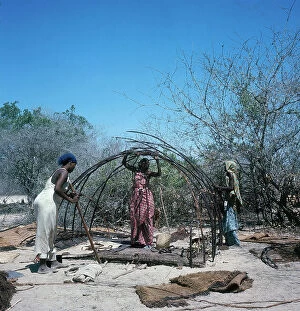 Images Dated 17th November 2009: Lower Juba. Women during the preparation of a thatched hut 'mundul'