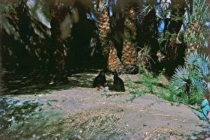 Images Dated 12th October 2011: Luxor in Upper Egypt, under the palm trees, the women work in front of the villages