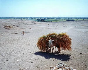 Images Dated 12th October 2011: Luxor in Upper Egypt, young women carrying the camel sugarcane