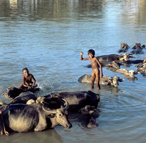 Images Dated 20th May 2008: Madurai, watering buffalo's herd