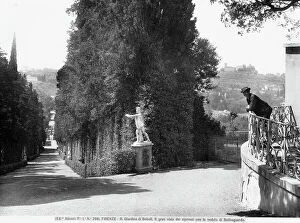 Images Dated 25th September 2008: Man with the avenue of cypress trees on the left, Boboli Gardens, Florence