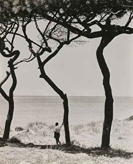 Featured Collection: A man leaning on the trunk of a pine tree on the seashore. The tree casts a shadow on the ground