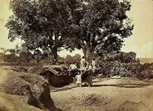 Images Dated 25th November 2011: Mango tree in Hindustan. India