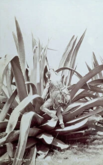 Images Dated 2nd November 2011: Mexican with large skin container tied to his back is climbing up a huge agave