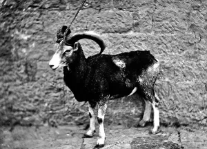 Ein Maufrone