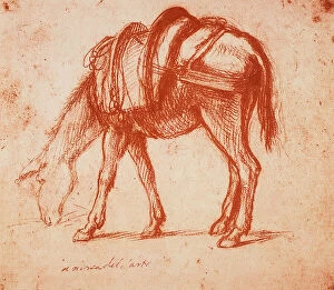 Images Dated 9th March 2011: A mule, drawing by Andrea del Sarto. British Museum, London