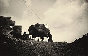 Images Dated 29th April 2011: A mule laden with sacks