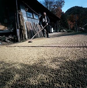Images Dated 12th June 2009: Nagano, agricultural area: the village of Itano-Mine, processing of soybeans