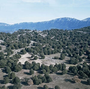 Images Dated 11th July 2007: Oak woods around Orgosolo, settlements of pig breeders