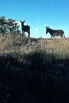 Images Dated 15th December 2009: Oaxaca in the area around the city, trees and donkeys