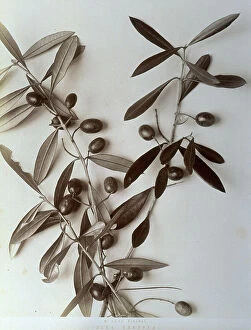 Images Dated 20th September 2011: Olive branches with leaves and fruits