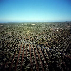 Images Dated 2nd October 2009: Olive groves in the countryside of Puglia