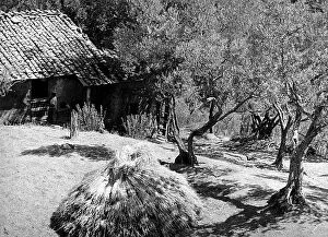 Images Dated 11th April 2011: Olive trees and hay
