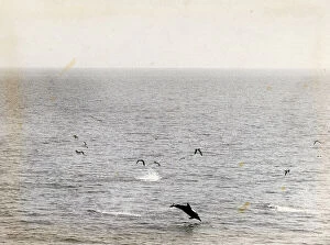 Images Dated 24th March 2011: The open sea with dolphins and seagulls