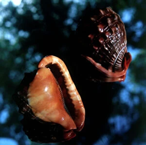 Images Dated 16th November 2009: Orange seashells (Cypraea?)