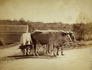Images Dated 4th April 2011: Oxen with plough