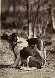 Images Dated 4th April 2011: Pair of dogs