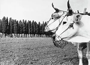 Images Dated 24th March 2011: A pair of oxen ready to plow a field. Behind them, a row of cypress trees