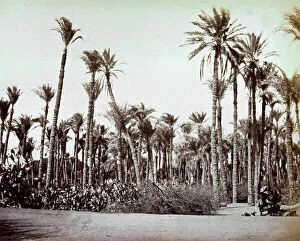 Images Dated 4th March 2010: A palm grove in Egypt