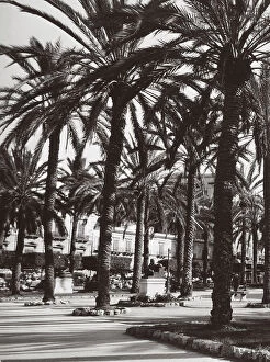 Images Dated 17th September 2003: Palm grove of San Remo