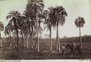 Images Dated 27th October 2011: A palm tree plantation in Concordia, province of Entre Rios
