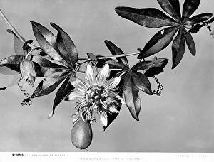 Images Dated 9th February 2009: Passionflower stem with blooms and fruit from the Alinari Gardens, Florence