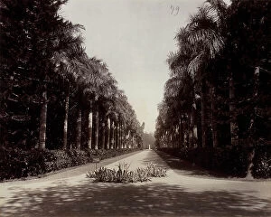 Images Dated 5th December 2011: A path of a park in Calcutta bordered by bushes and tall palm trees