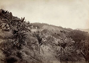 Images Dated 28th March 2011: A Penang plantation, in Malaysia