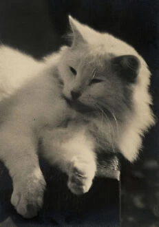 Images Dated 6th September 2011: Persian cat dozing on a chair. Postcard sent by the author to Vincenzo Balocchi