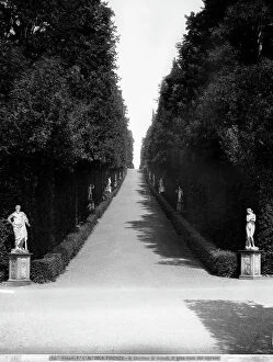 Images Dated 25th September 2008: Perspective view of the cypress-lined in the Boboli Gardens, Florence