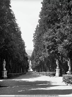 Images Dated 25th September 2008: Perspective view of the cypress-lined in the Boboli Gardens, Florence
