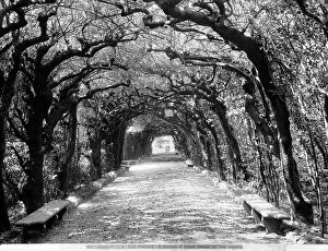 Images Dated 26th March 2010: Perspective view of the road covered, Boboli Gardens, Florence