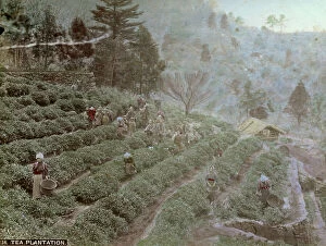 Images Dated 22nd November 2011: Picking tea on a plantation in Japan